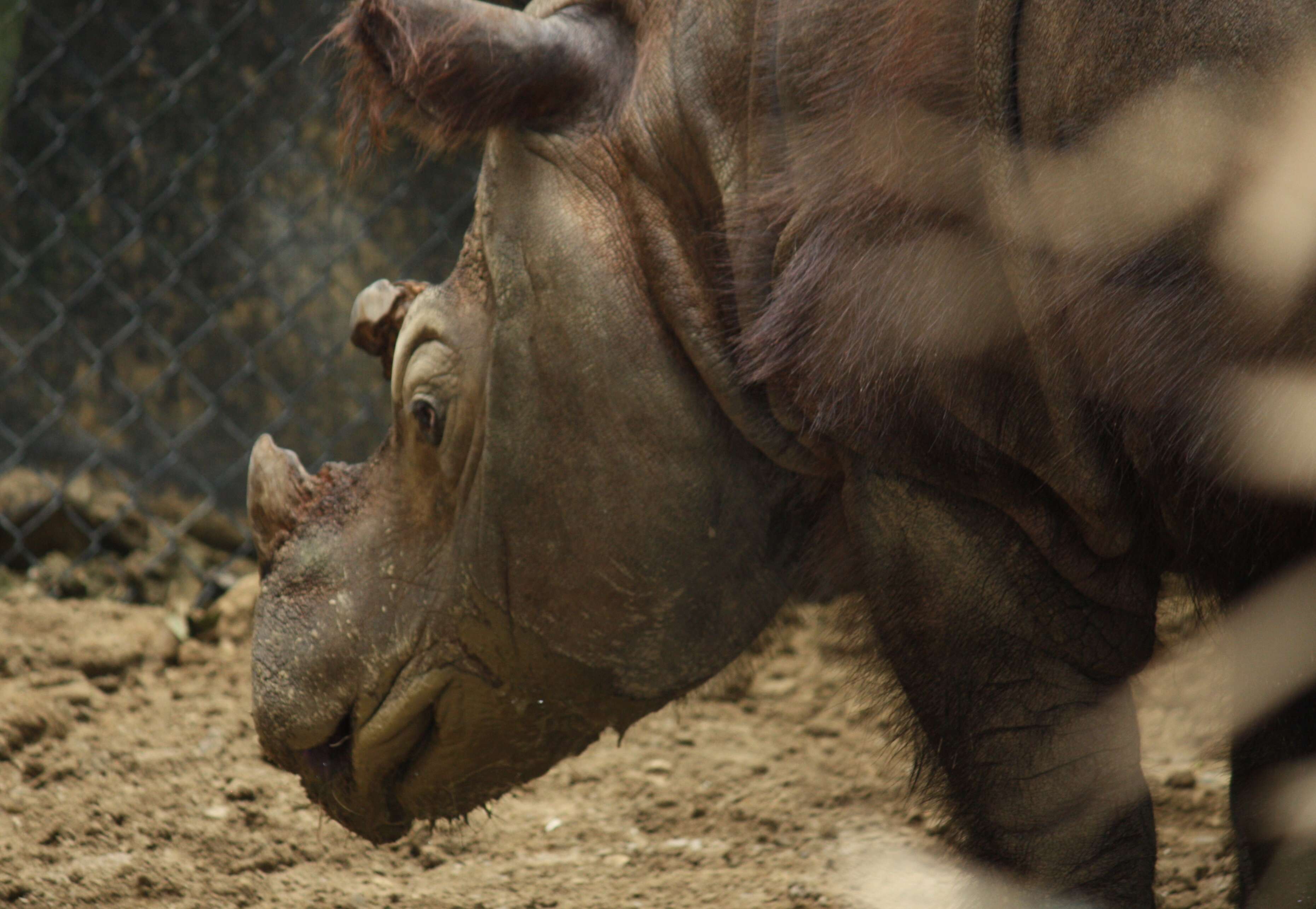 Image of Sumatran Rhinoceros