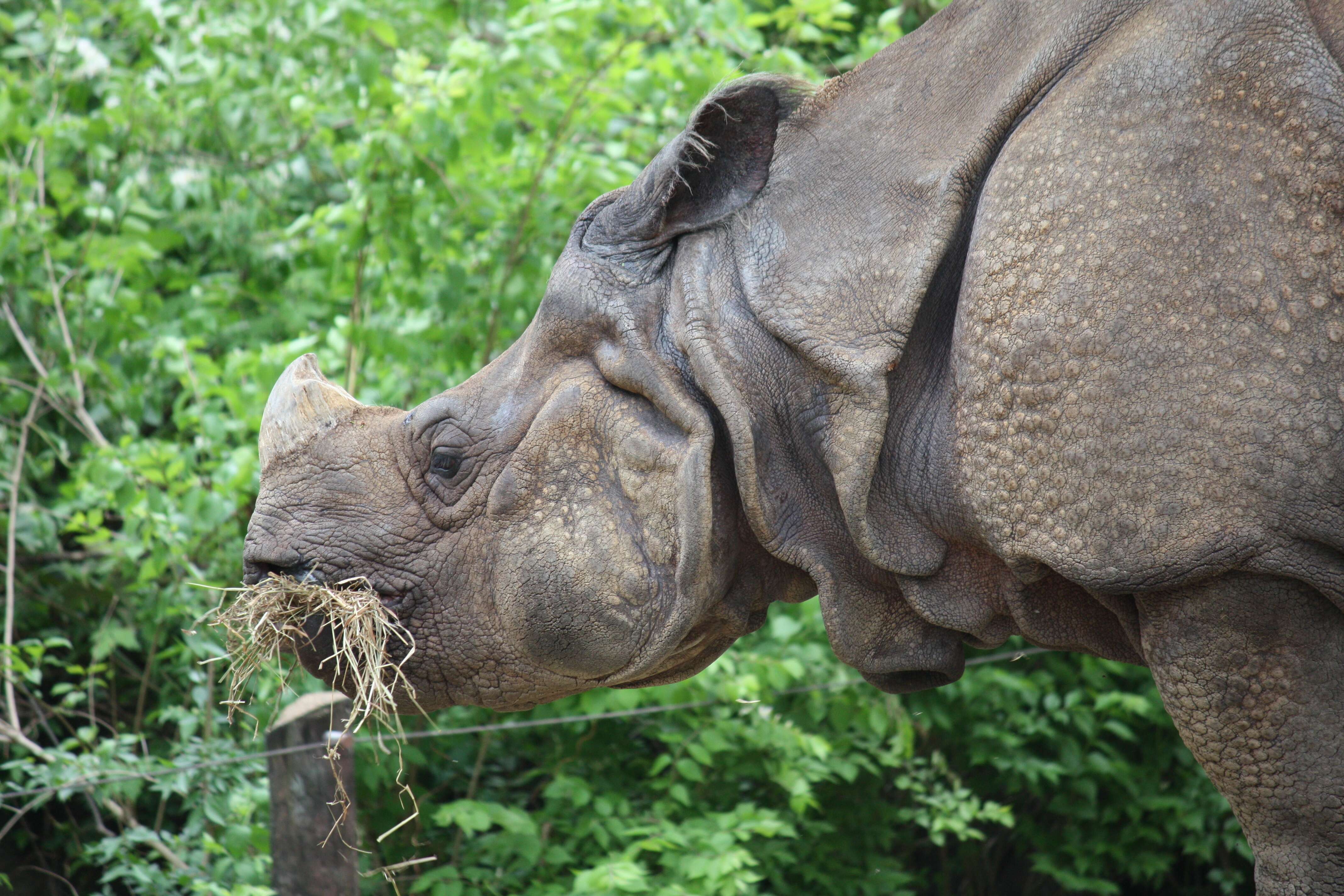 Image of Indian Rhinoceros