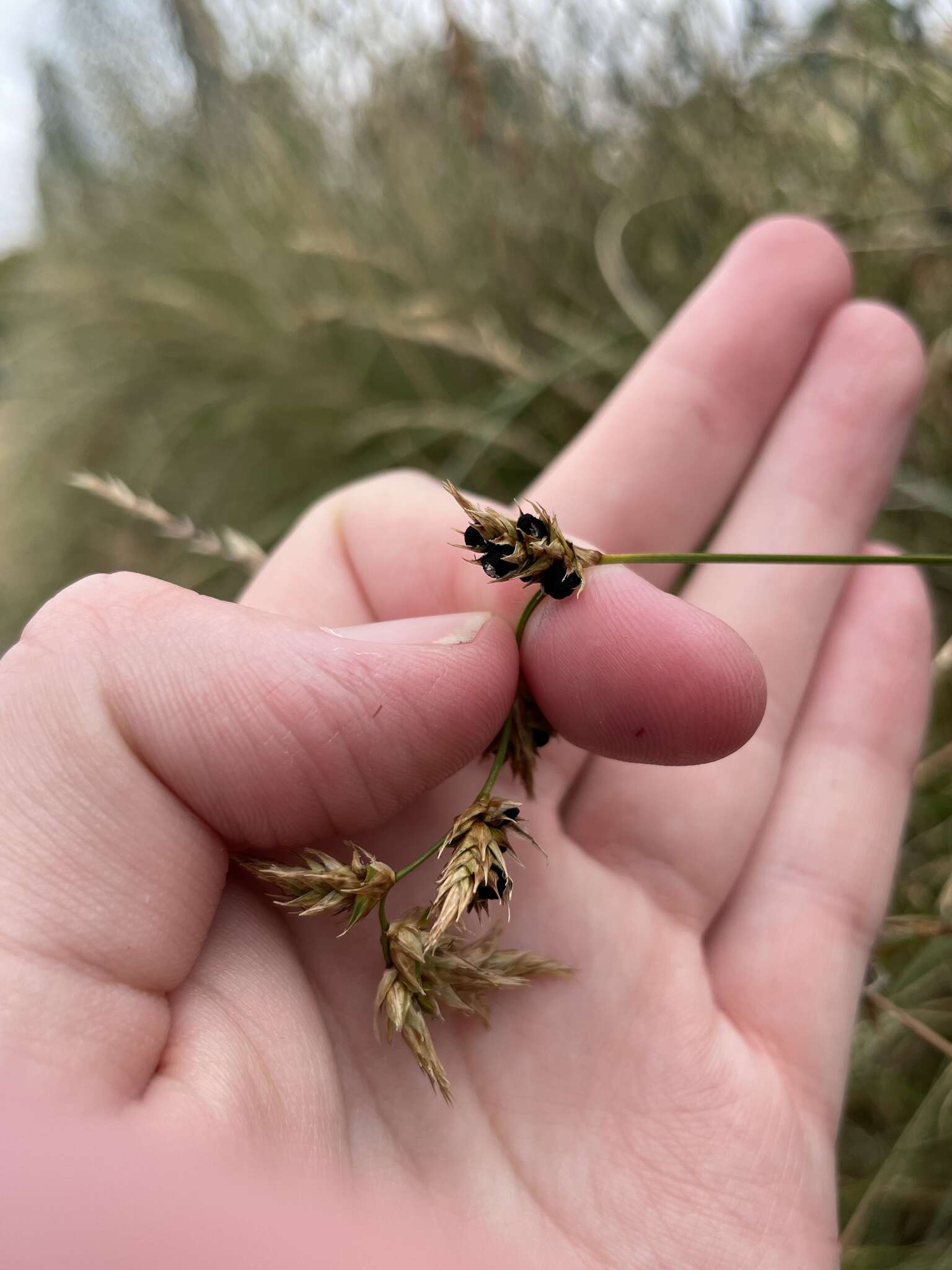 Sivun Anthracoidea arenariae (Syd.) Nannf. 1977 kuva