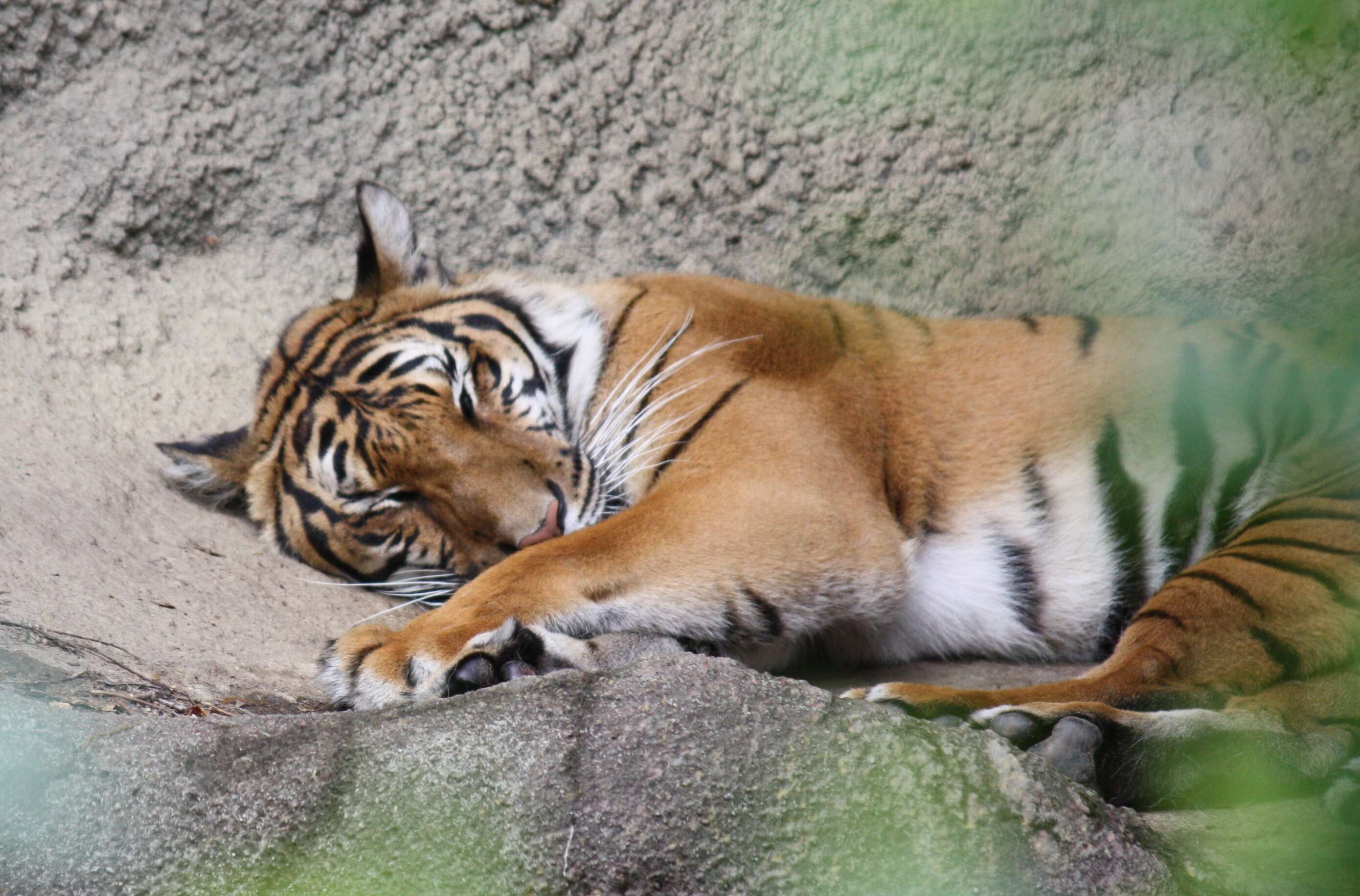 Image of Indochinese Tiger