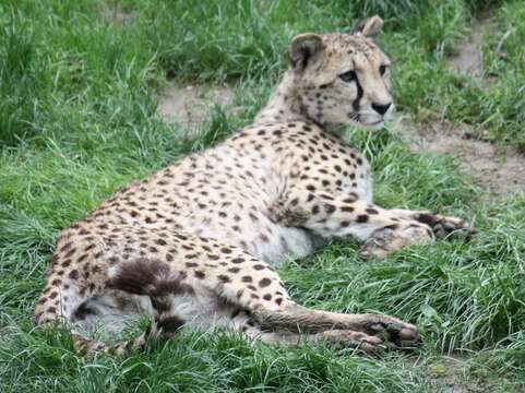 Image of Acinonyx Brookes 1828