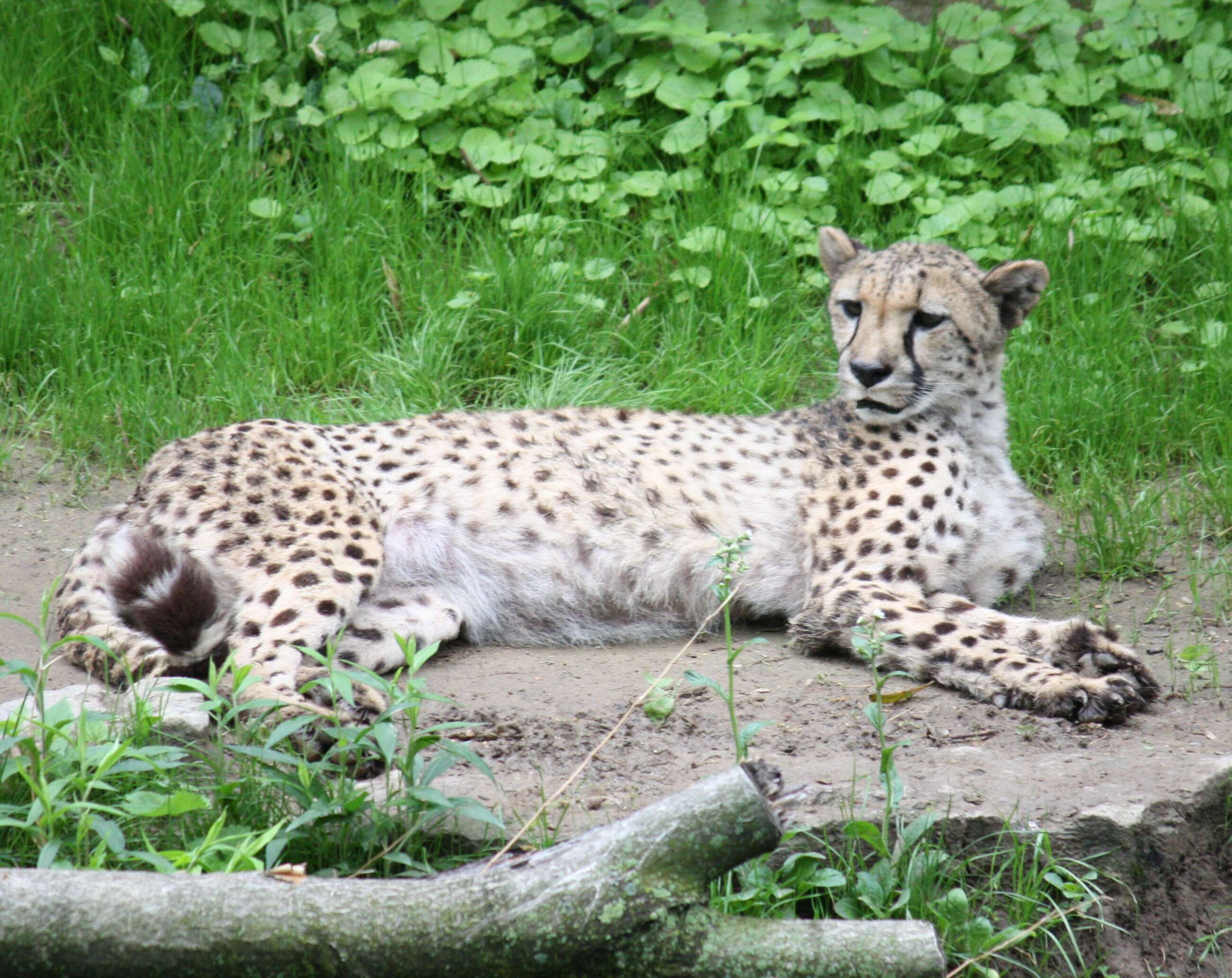 Image of Acinonyx Brookes 1828