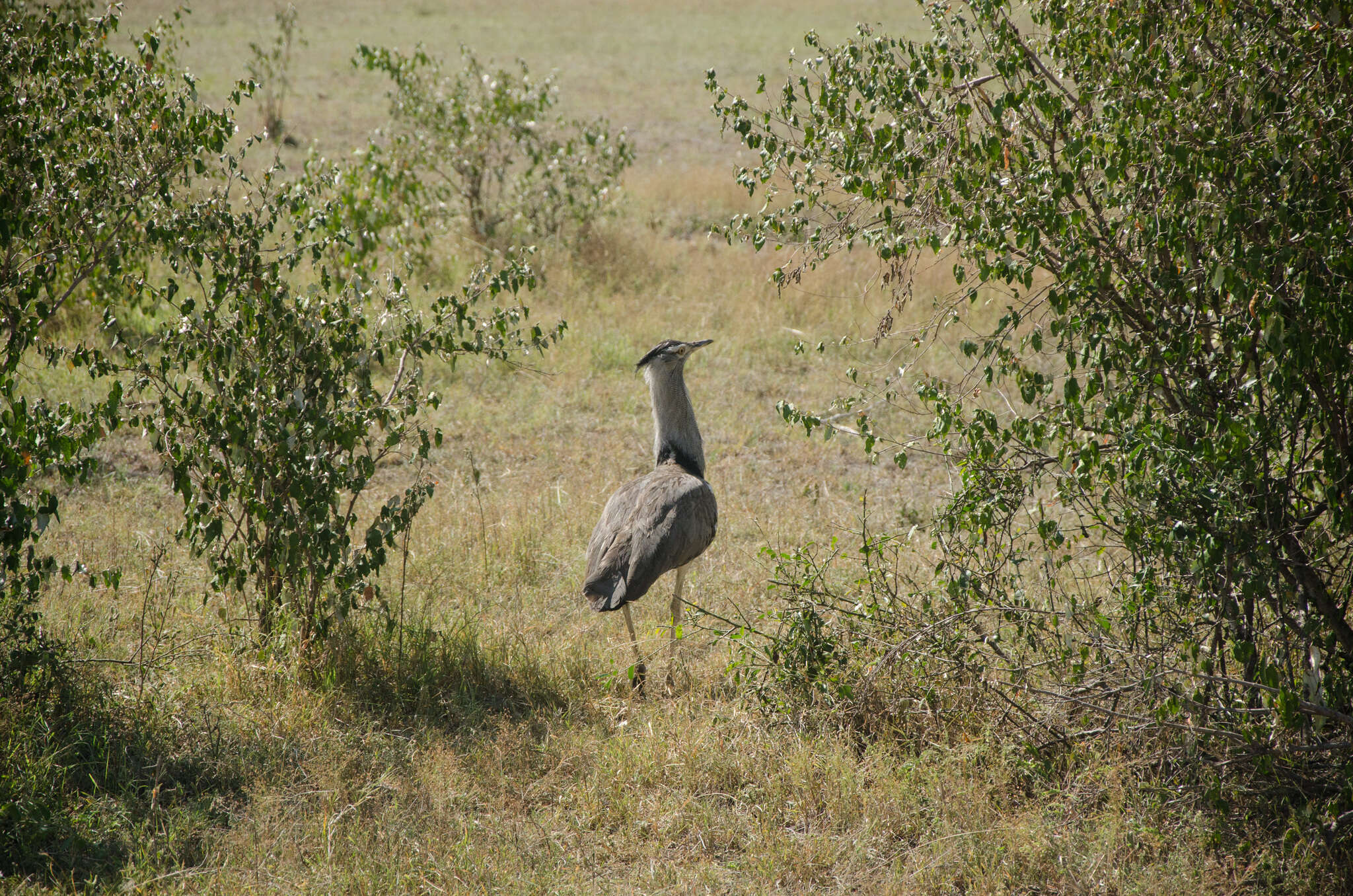 Image of Ardeotis kori struthiunculus (Neumann 1907)