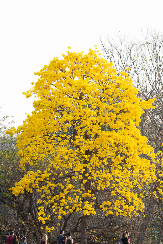 Image of Handroanthus ochraceus subsp. ochraceus