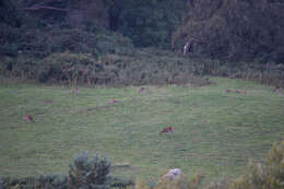 Image of sika deer