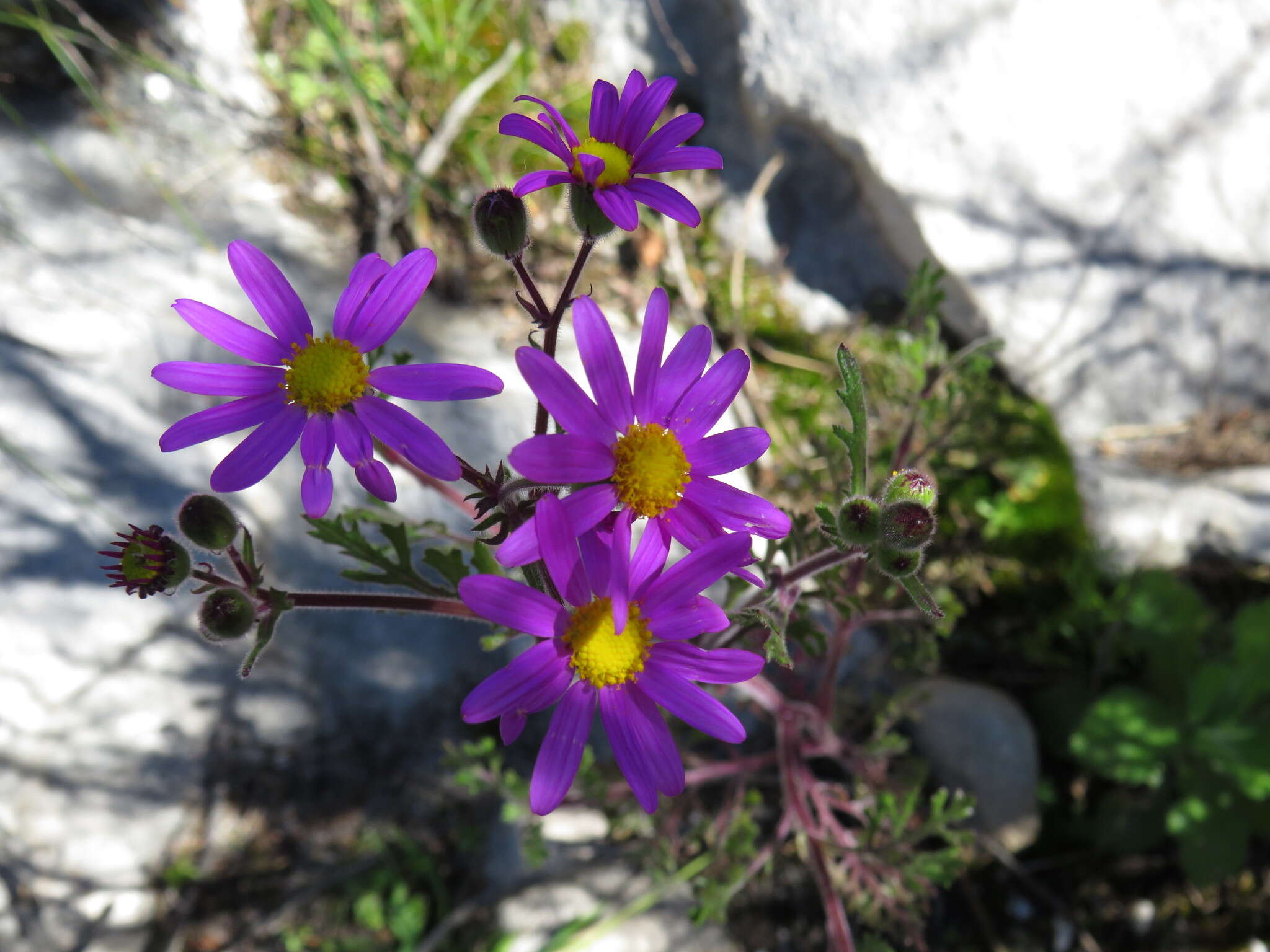 Image of Senecio arenarius Thunb.