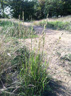 Image of Wilman lovegrass