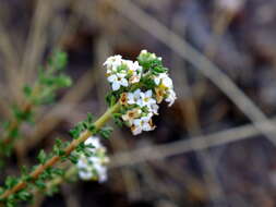 Sivun Acantholippia kuva