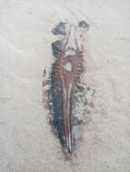 Image of Cape Elephantfish