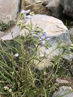 صورة Gentianella multicaulis (Gillies ex Griseb.) Fabris