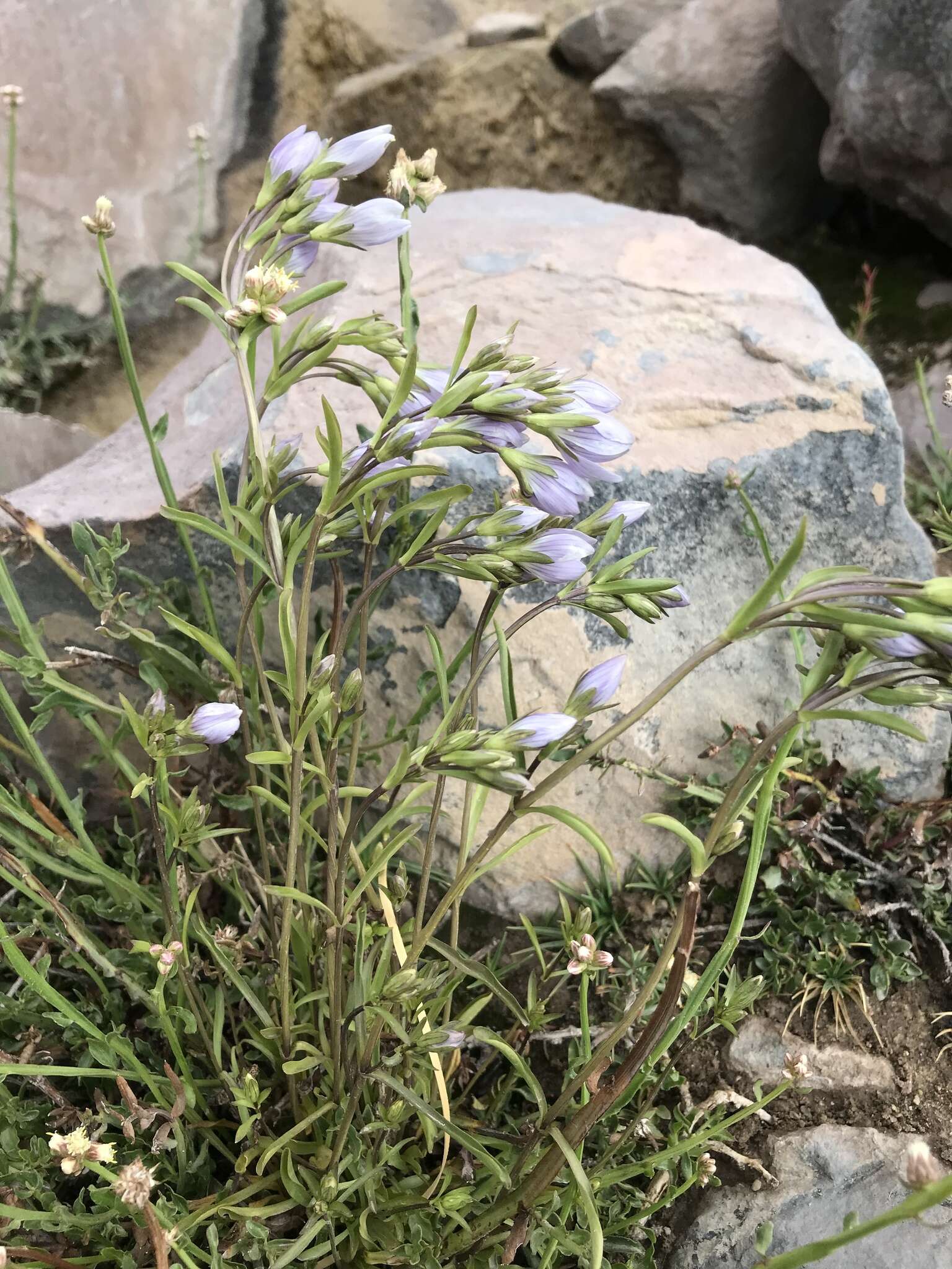 Image of Gentianella multicaulis (Gillies ex Griseb.) Fabris