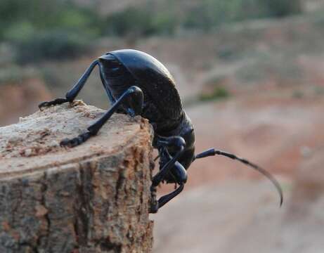 Image of Long-horned beetle