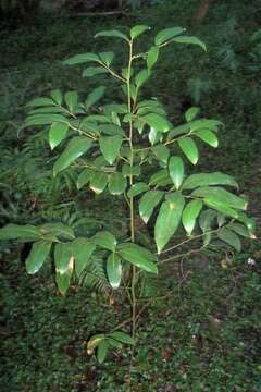 Image of Cryptocarya glaucescens R. Br.