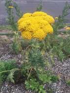 Imagem de Achillea filipendulina Lam.