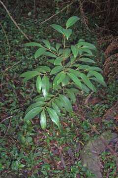 Image de Cryptocarya glaucescens R. Br.