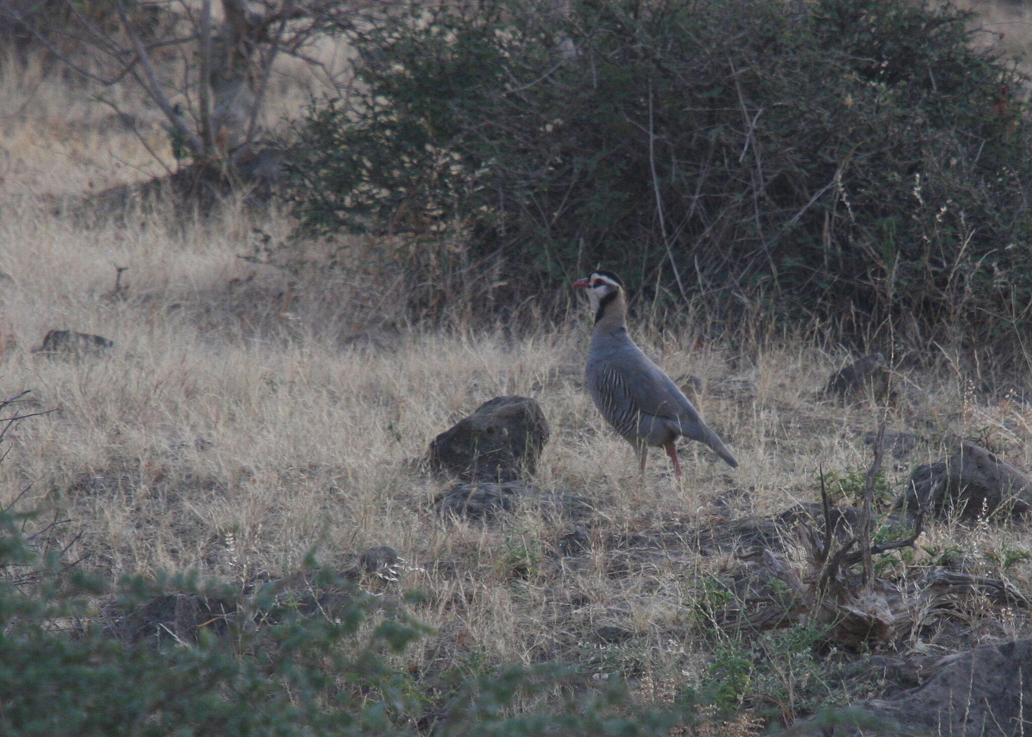 Image of Arabian Partridge