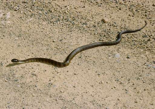 Image of Eastern brown snake