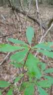 Image of mountain azalea