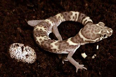 Image of Texas Banded Gecko