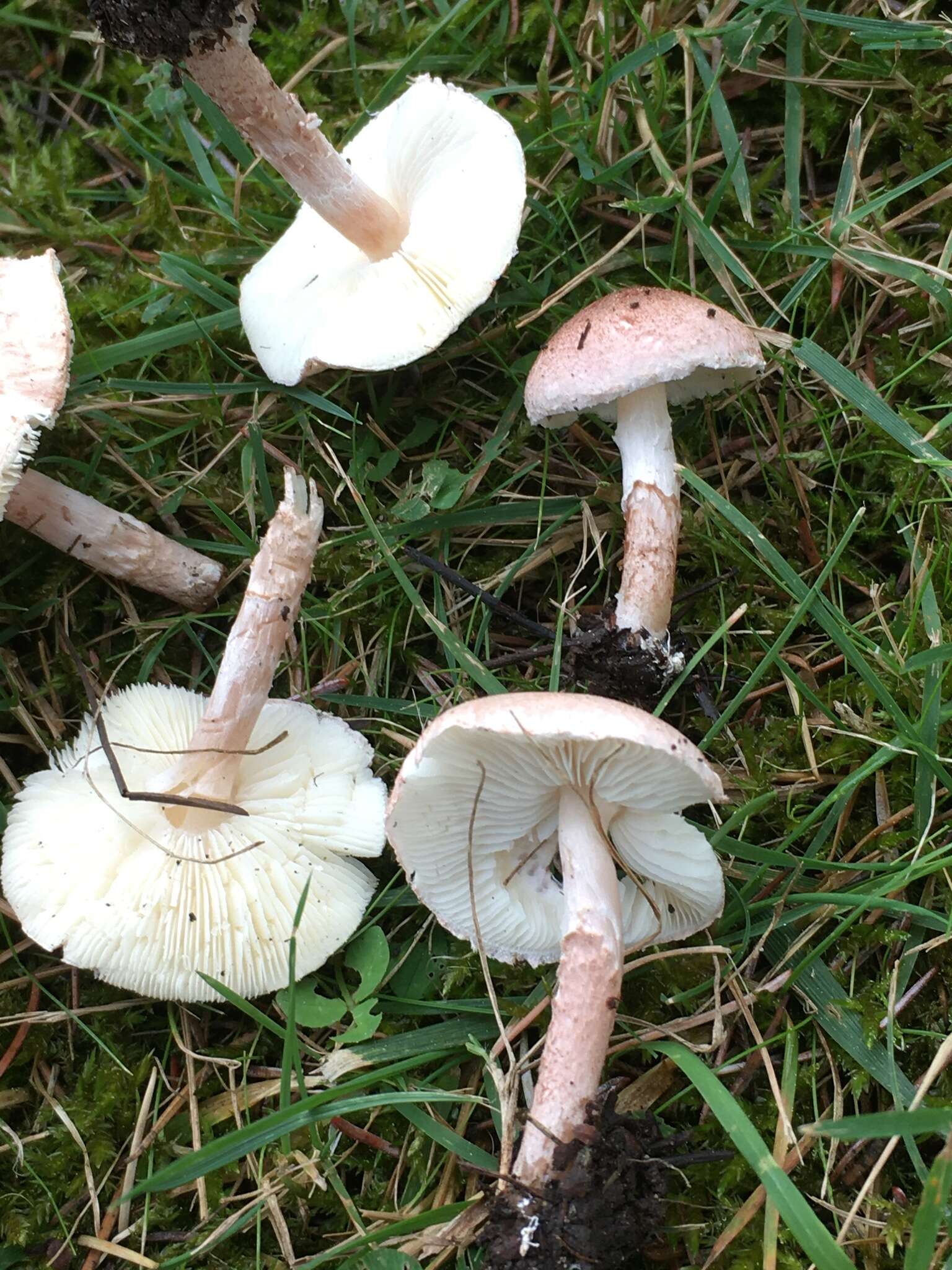 Image of Lepiota subincarnata J. E. Lange 1940