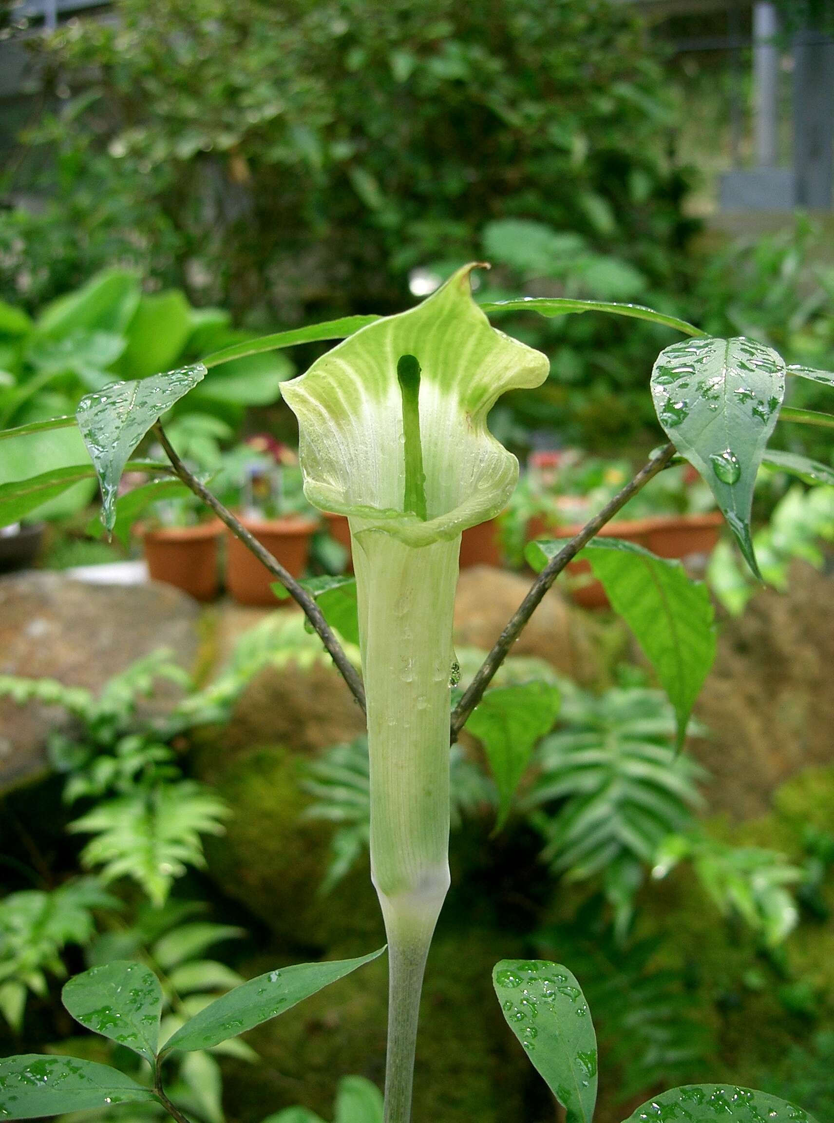 Arisaema yamatense (Nakai) Nakai的圖片