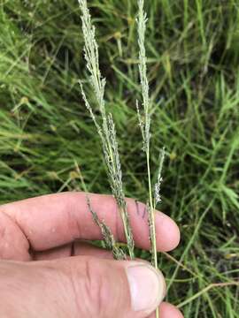 Image of Tough love-grass