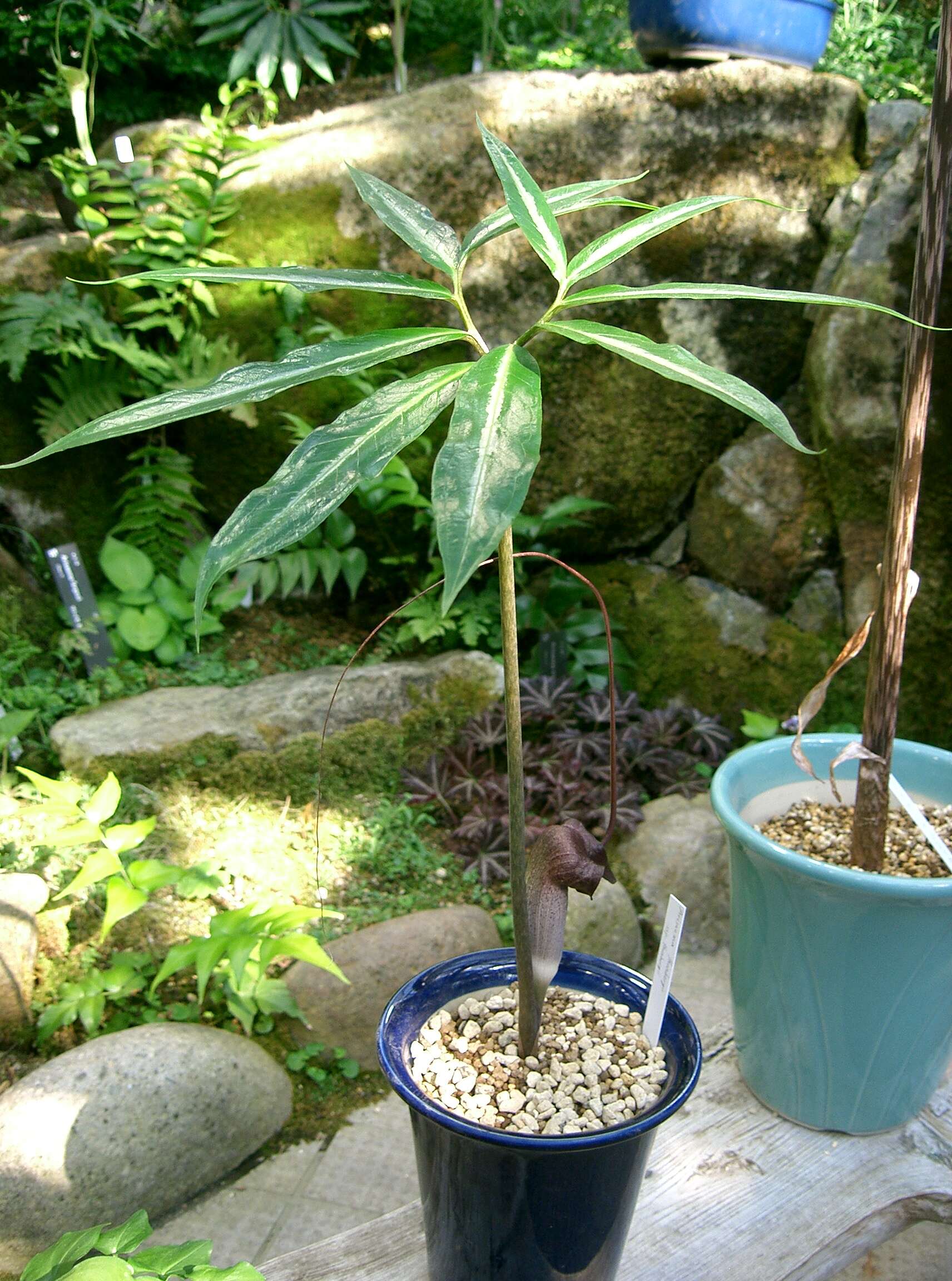 Image of Arisaema thunbergii subsp. urashima (H. Hara) H. Ohashi & J. Murata