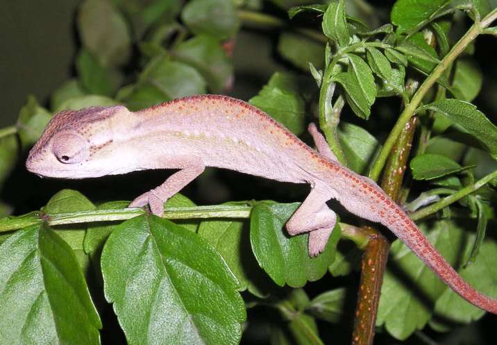 Image of Black-headed Dwarf Chameleon