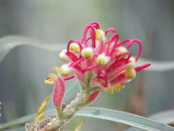 Image of kahiliflower