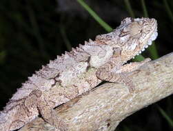 Image of Eastern Cape Dwarf Chameleon