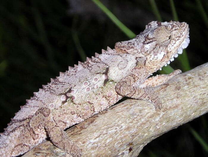 Image of Eastern Cape Dwarf Chameleon