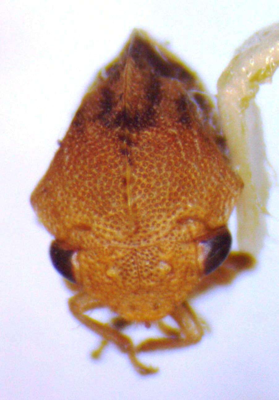 Image of Adippe inaequalis Fowler