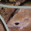Image of Hairy-footed Gerbil