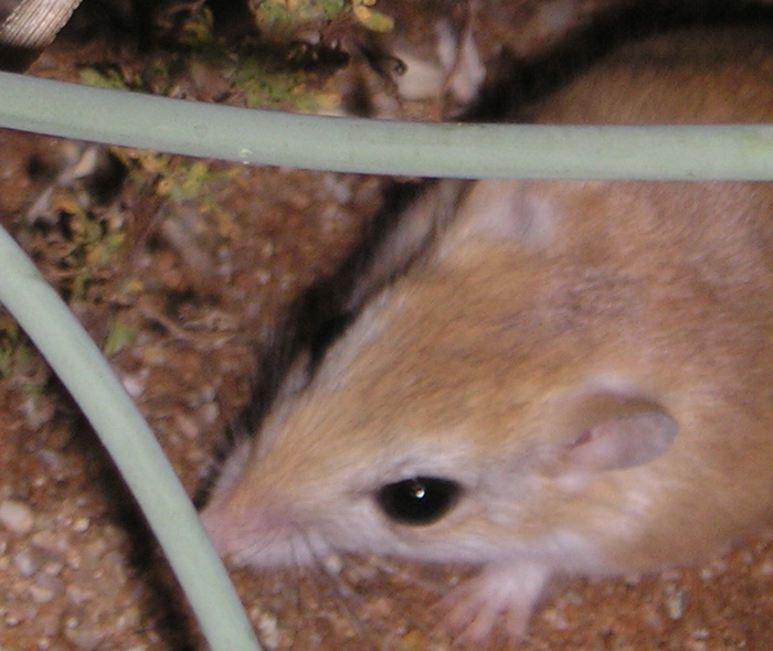 Image of Hairy-footed Gerbil