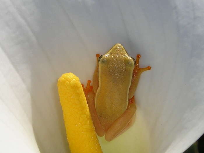 Image of Arum lily frog