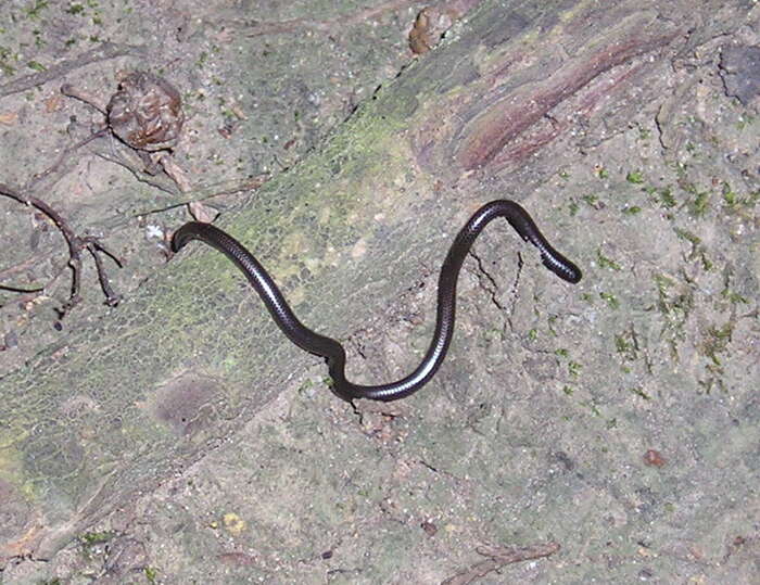 Image of Leptotyphlops scutifrons (Peters 1854)