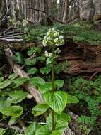 Image of Valeriana lapathifolia Vahl