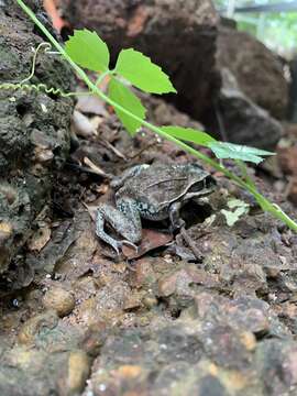 Image of Giant Frog