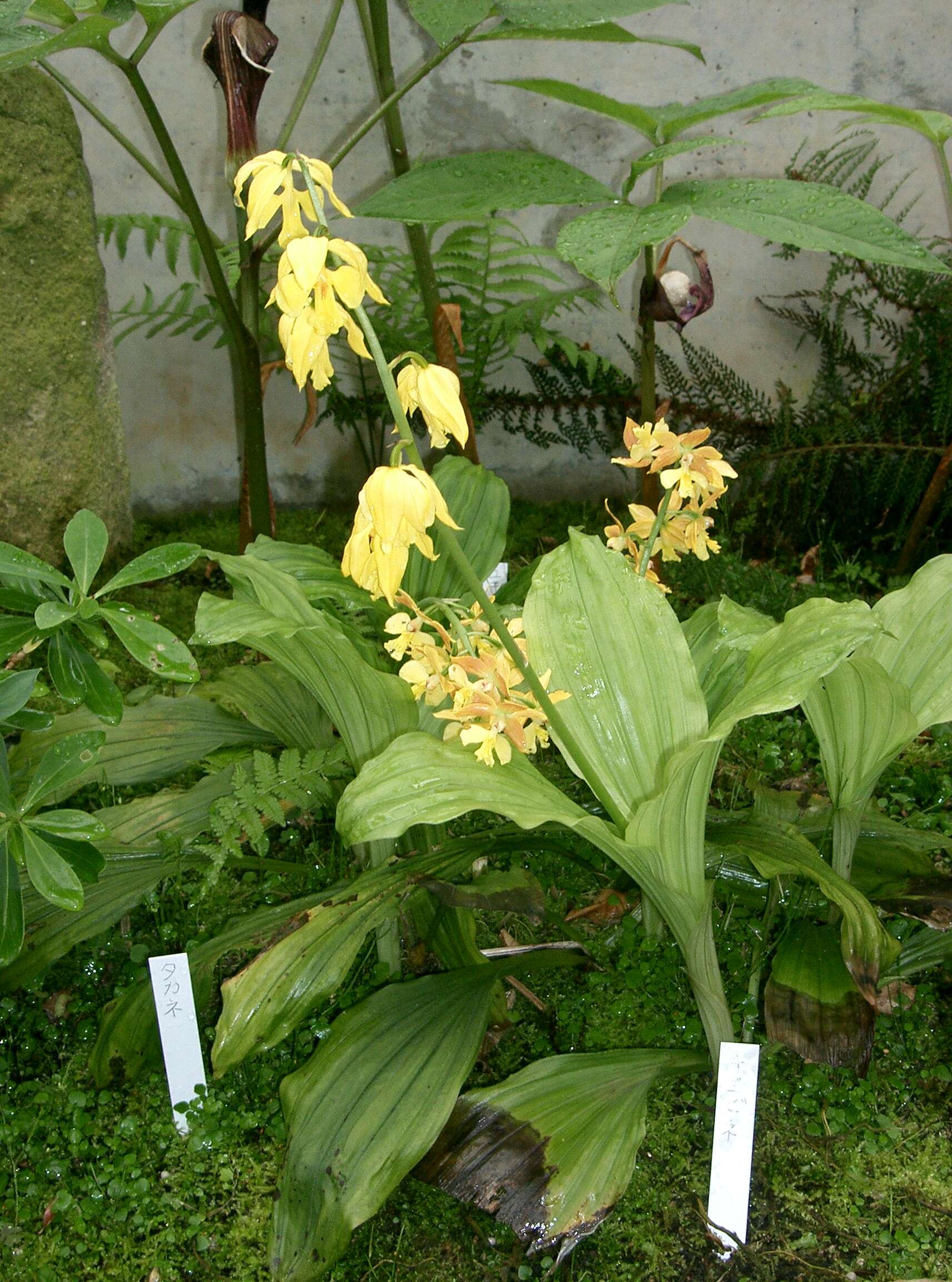 Image of Calanthe striata R. Br. ex Spreng.