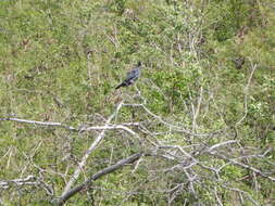 Image of Scaly-naped Pigeon