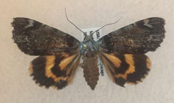 Image of Little Underwing