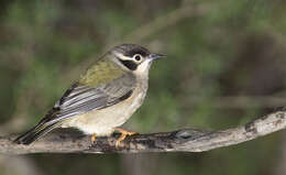 Image of Brown-headed Honeyeater