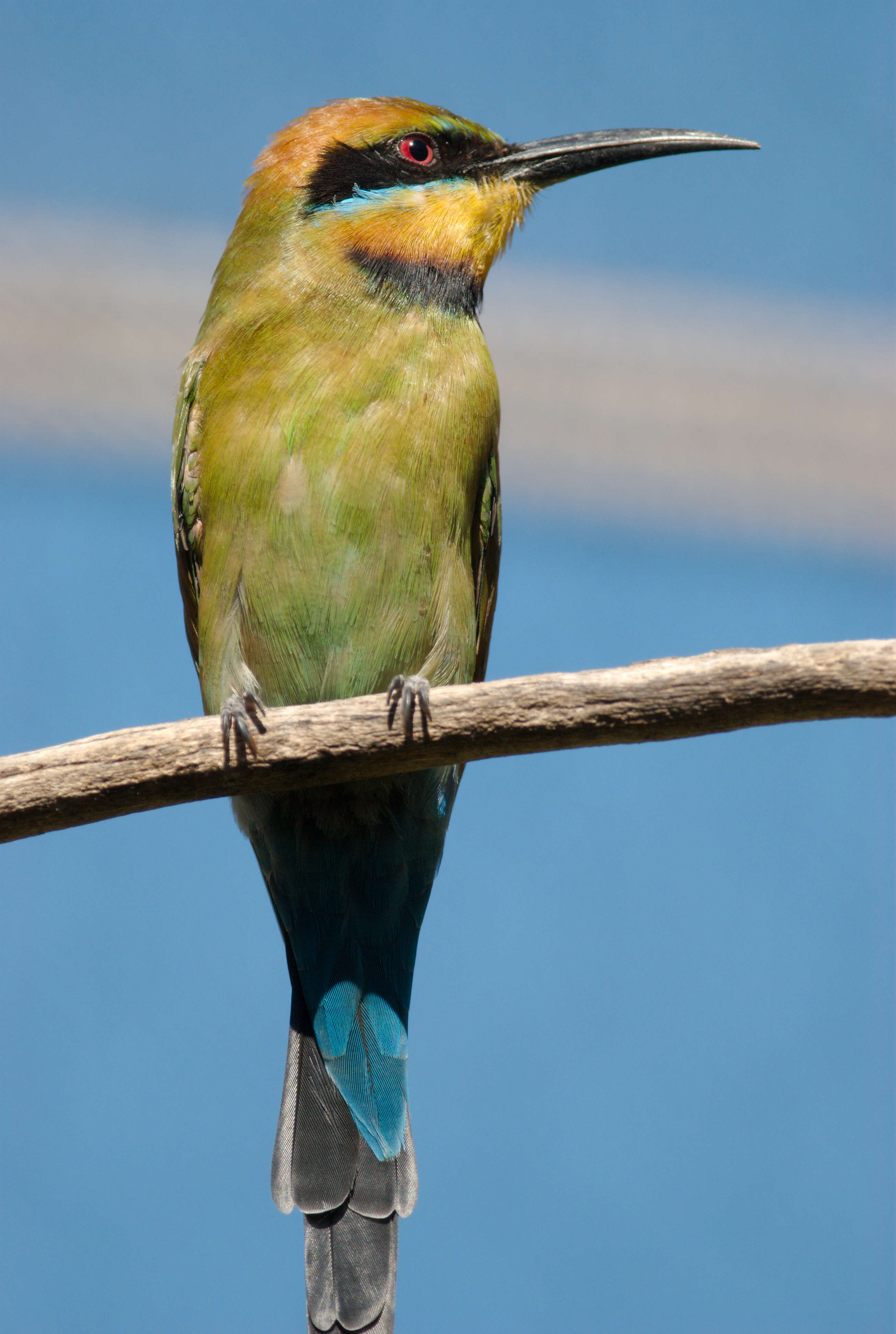 Image of Rainbow Bee-eater