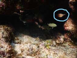 Image of Copper sweeper