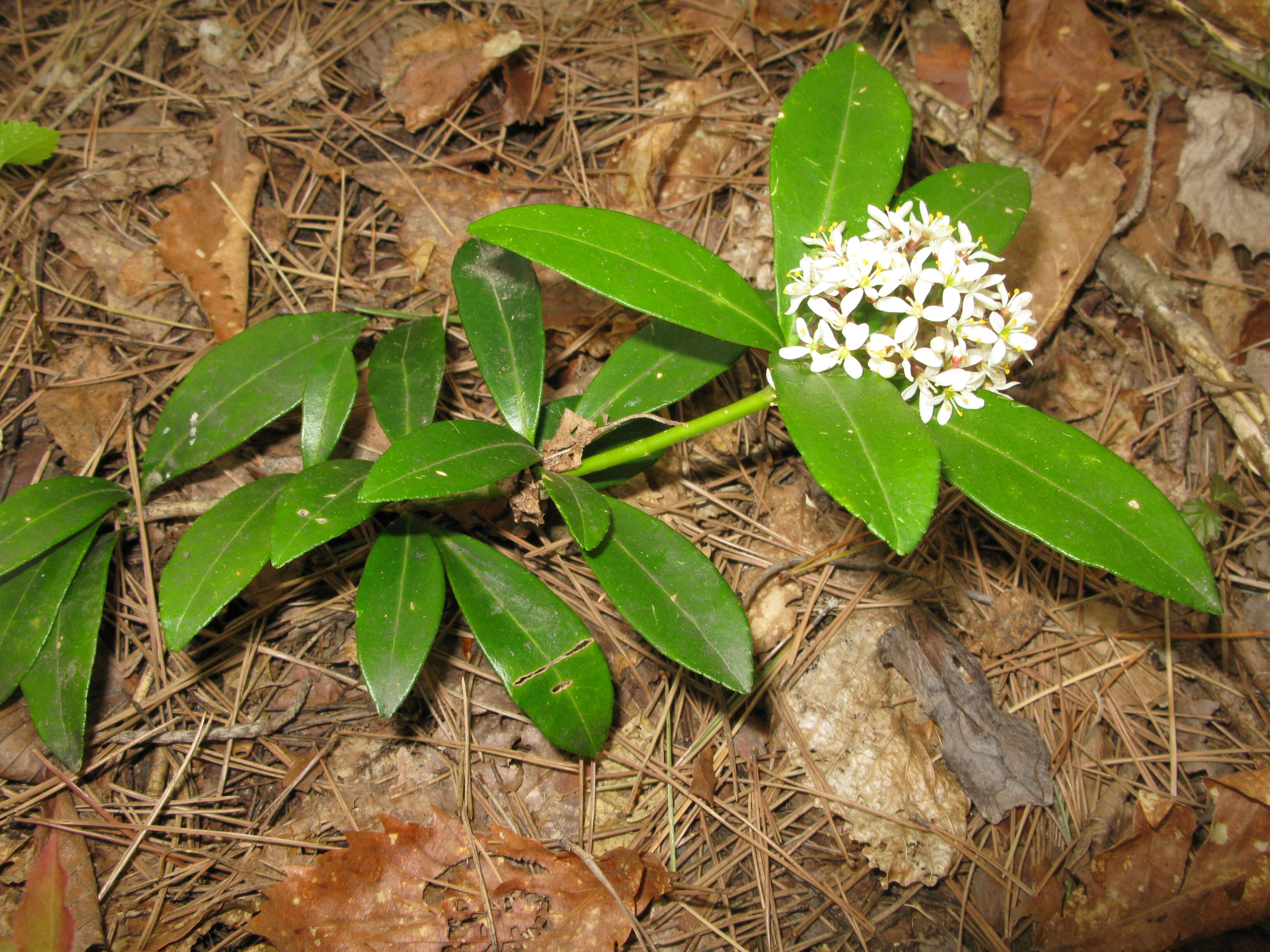 Imagem de Skimmia