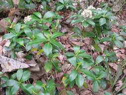 Image of Skimmia