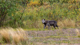 Image of Arctic wolf