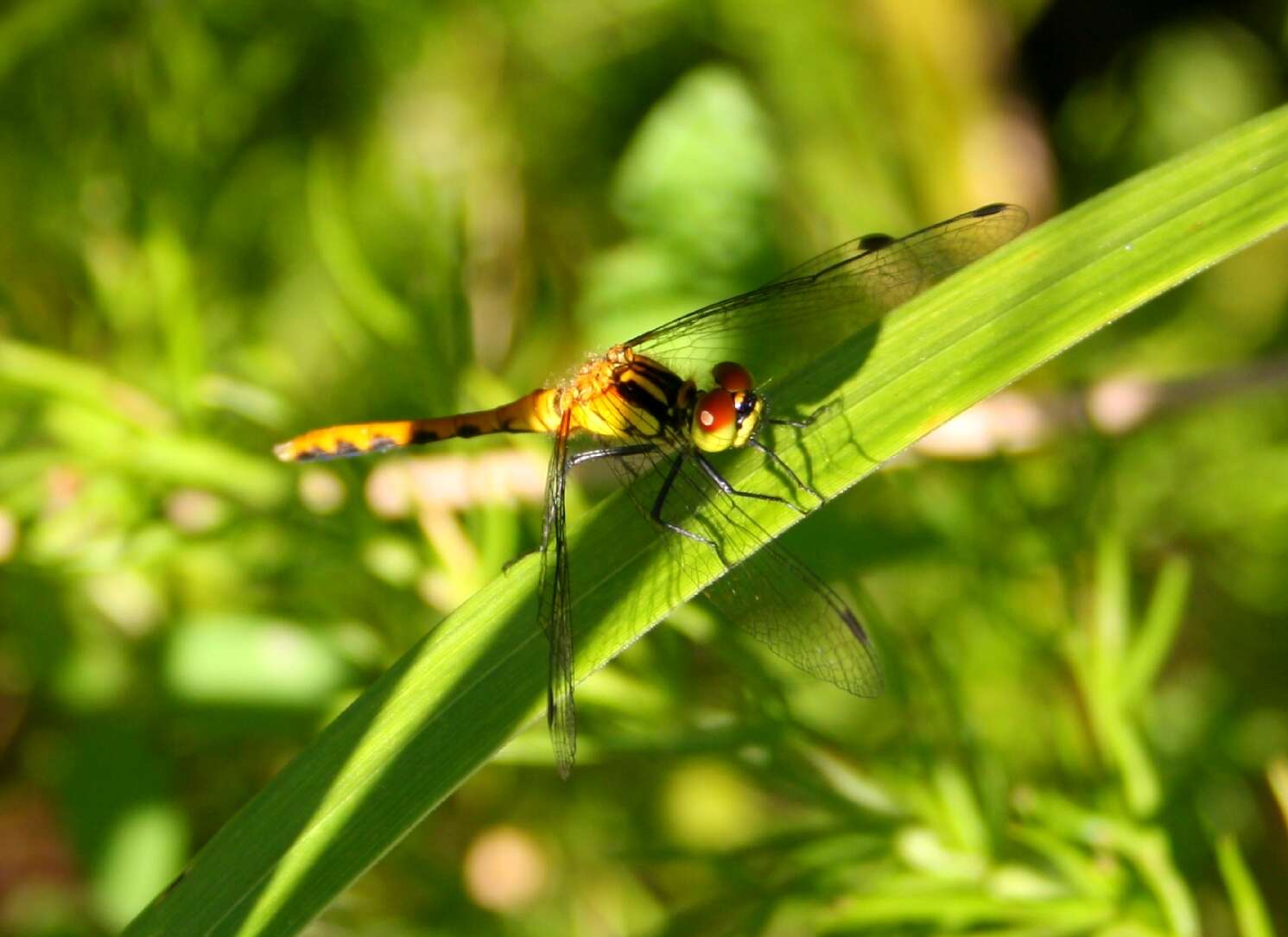 Image of Sympetrum parvulum (Bartenev 1912)