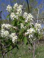 Image of Utah serviceberry