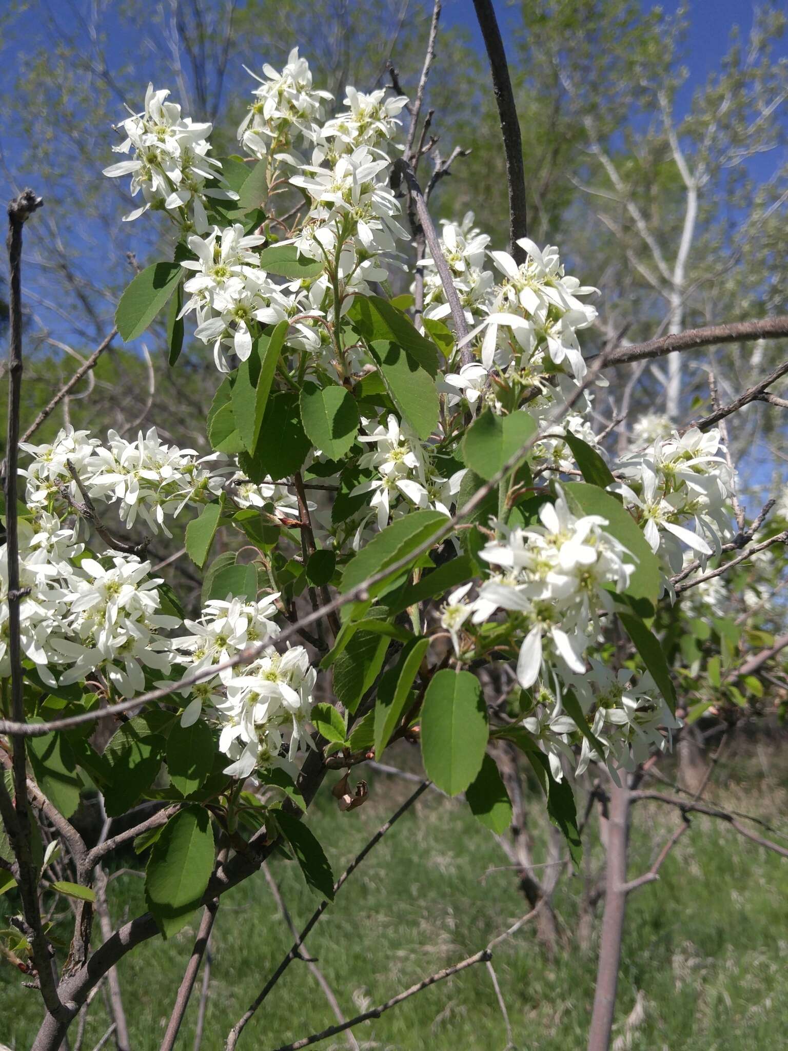 Image de Amelanchier utahensis Koehne